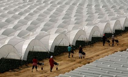 Българин на Острова: Британците – мързеливи, ние сме по-трудолюбиви!