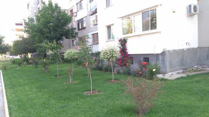 Райско кътче с красиви рози, японски вишни и лавандула е градинка номер 