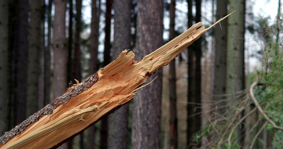 Бурята във Варненско: Осем дървета са паднали на различни места в региона