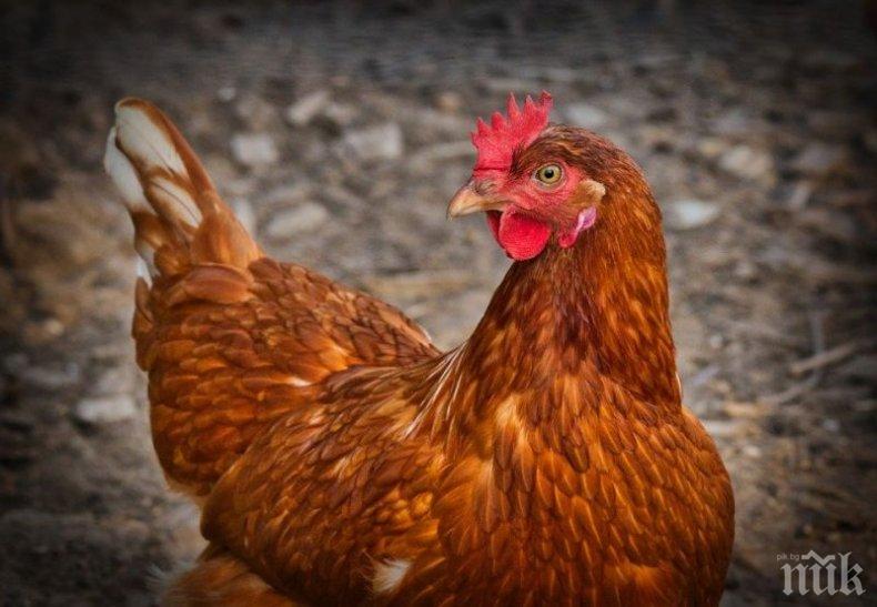 ОПАСНОСТ: Откриха огнище на птичи грип в Старозагорска област
