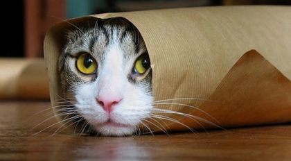 10 предимства да си котка, а не човек