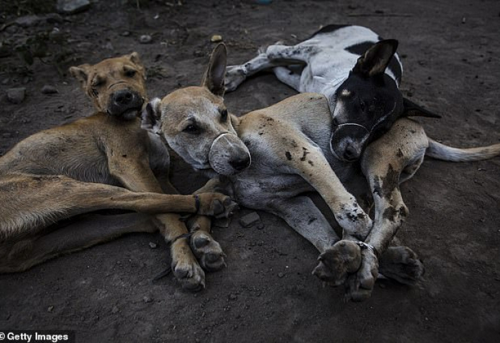 Колят и оставят да кървят до смърт кучета в Бали заради по-вкусното им месо! (СНИМКИ 18+)