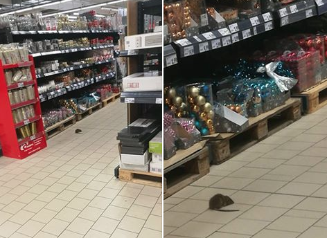 Плъх се разходи в столичен Кауфланд, оглежда се за коледна украса (СНИМКИ)