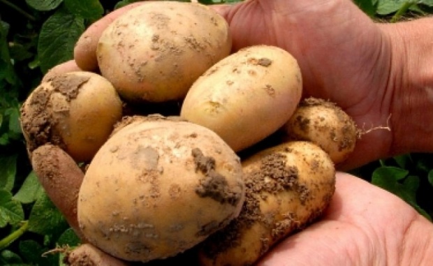 Тонове картофи залежават в Смолянска област