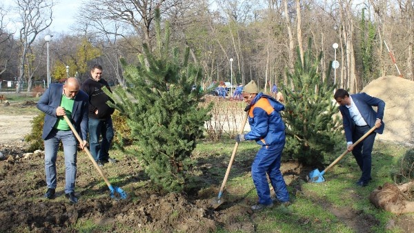 Облагородяват парк „Розариума“ с нови дръвчета