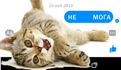 Малко коте, правопис има ли? (ВИДЕО)