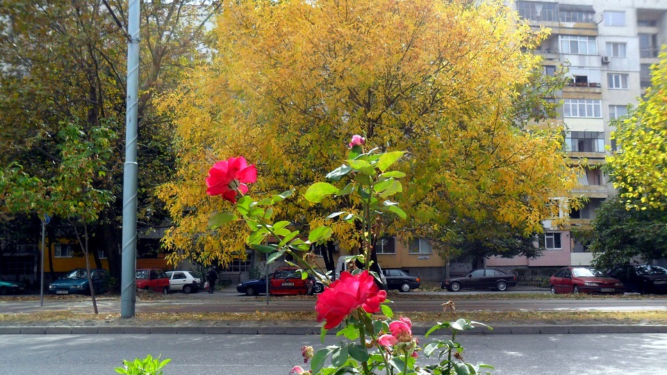 Става цветно, много цветно в Пловдив, садят се още 1млн. цветя