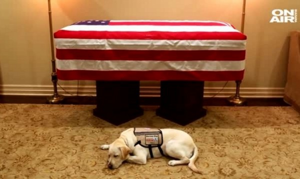 Кучето на покойния Буш-старши не напуска поста си