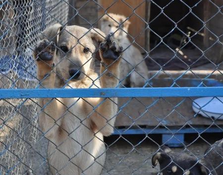 Бездомните кучета у нас - над 21 хил., най-много бургазлии осиновяват четириногите