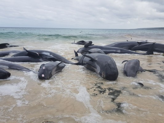 Над 150 кита бяха открити на плаж в Австралия (СНИМКИ)