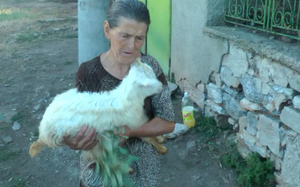Баба Дора има една коза и две яренца