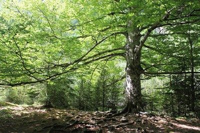Четирима туристи се губят край Девин, спасяват ги пожарникари