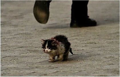 Всички се страхуваха да докоснат това коте, но тогава той го гушна, след което се случи нещо невероятно!