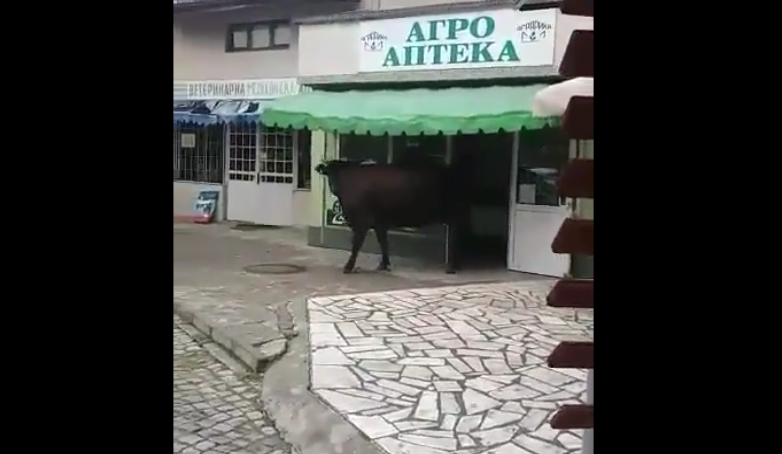 Какви швейцарски крави? Вижте нашите, ходят сами в Агро аптеката! УНИКАЛНО ВИДЕО