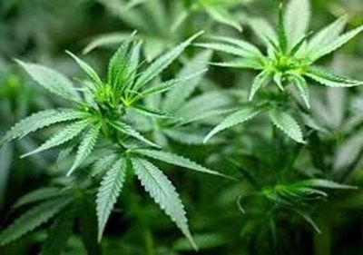 Днес отбелязваме Световния ден за борба със злоупотребата с наркотици