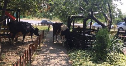 Куриоз! Десет крави окупираха детска площадка в София