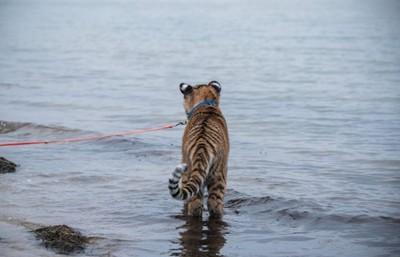 Семейство в Германия се грижи за тигърче, извеждат го на разходки