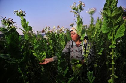 В Смолянско масово се отказват да гледат тютюн
