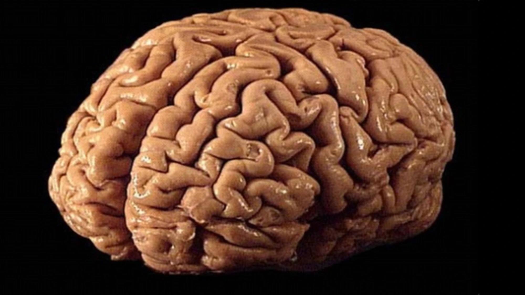 Учени обърнаха стареенето на главния мозък в обратна посока. И сега?