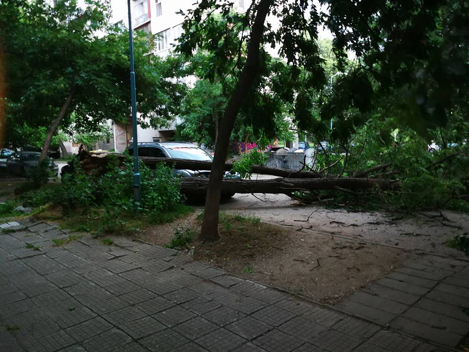 След пороя: Дървета паднаха на няколко улици в Пловдив, пътища отново под вода (СНИМКИ)