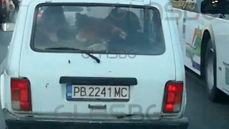 УНИКАЛНО ВИДЕО: С 10 кокошки в колата по улиците на Пловдив!