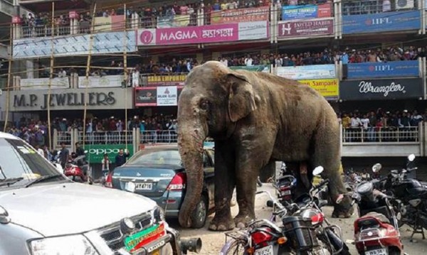 Разярен слон унищожи над 100 къщи в Индия