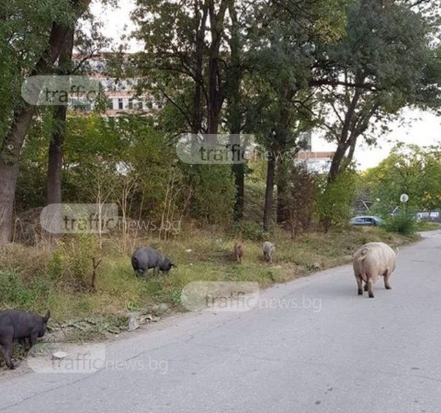 Майка и прасенцата й нападнаха Окръжна болница, пловдивчани се снимат с тях СНИМКИ