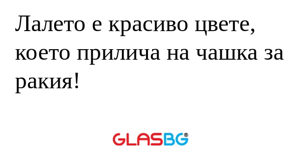 Лалето е красиво цвете, което прилича...