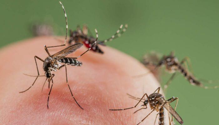 Нямате препарати вкъщи, а комарите ви хапят! Вижте най-добрите домашни средства срещу гадинките
