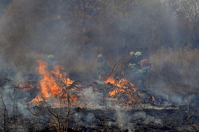 Български и сръбски огнеборци гасят горски пожари