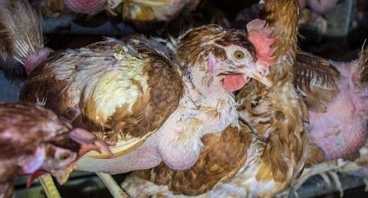 СНИМКИ показаха шокиращата истина за така наречените щастливи кокошки
