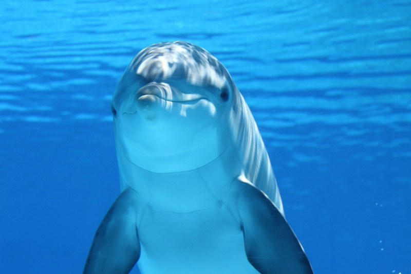 След 14-годишна пауза, делфинариумът във Варна си има бебе