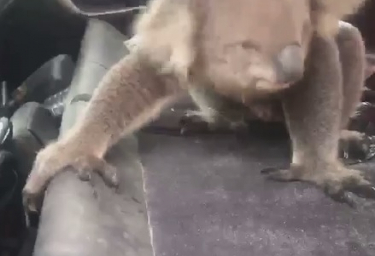 Мъж видя коала в колата си и няма да повярвате какво последва (ВИДЕО)