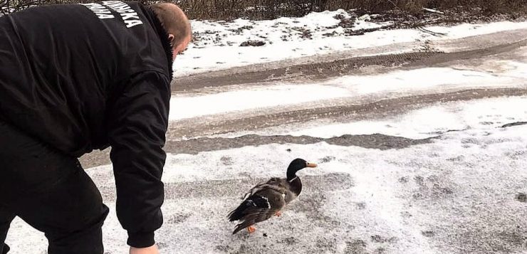 Спасиха бедстваща птица в Харманли