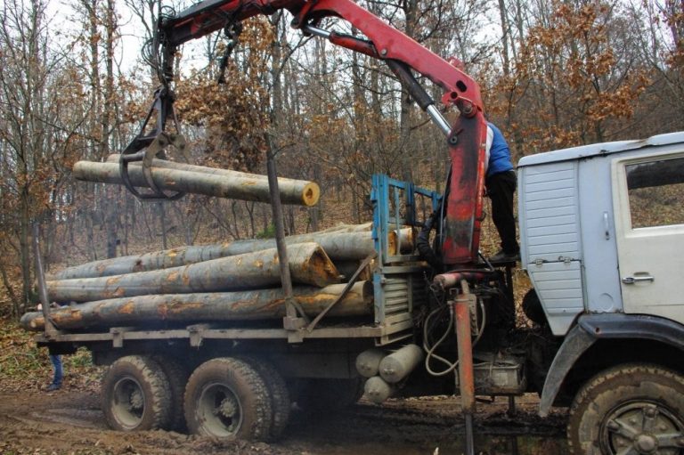 Задържа директора на горското в Силистра за подкуп Искал по 500 лева рушвет на камион от концесионер, извършващ дърводобив