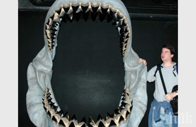 Любител палеонтолог откри зъби на гигантска акула, влиза прав в захапката