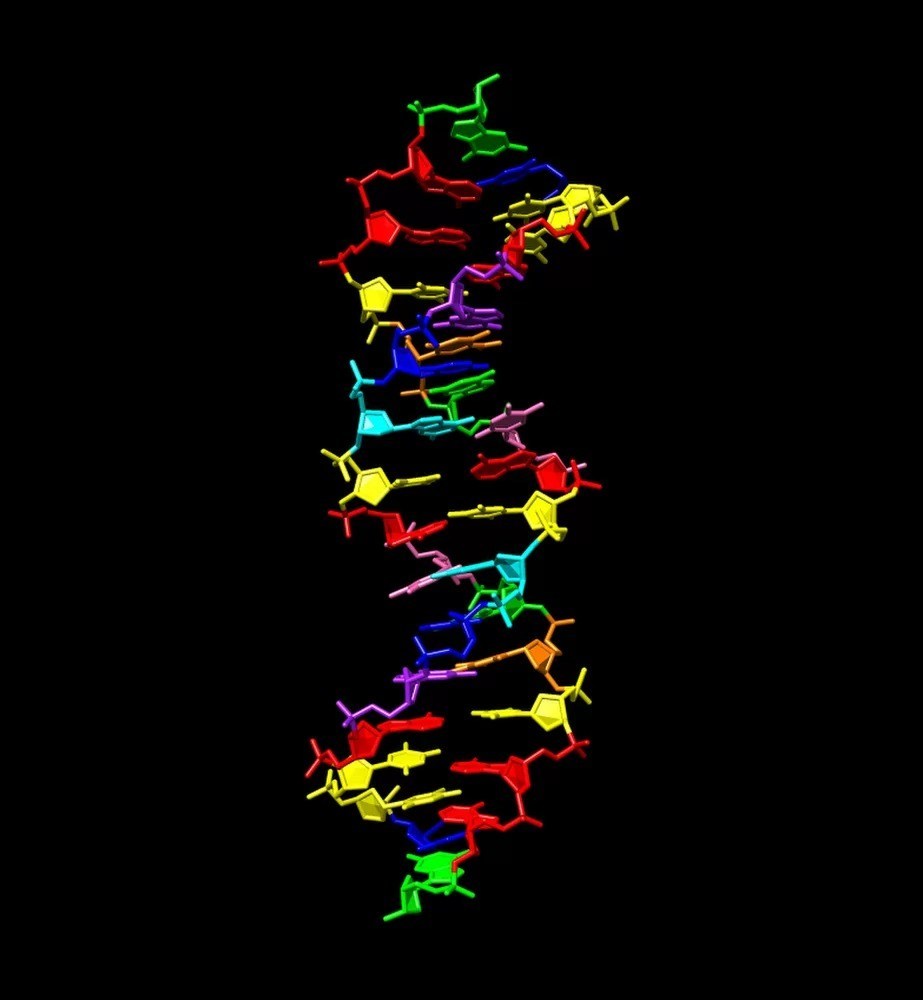 Четири нови букви в ДНК удвояват генетичната азбука на живота