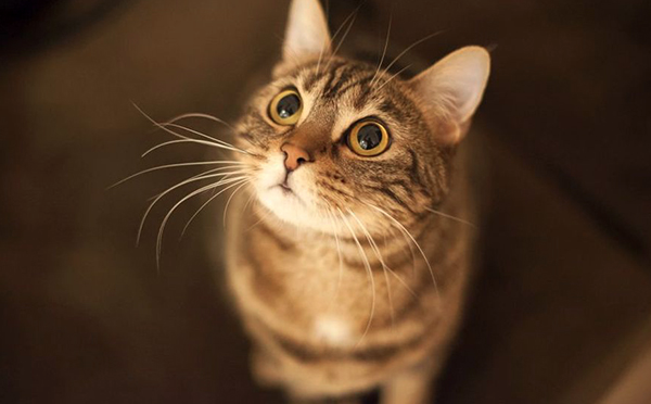 Как котешкото мъркане може да лекува