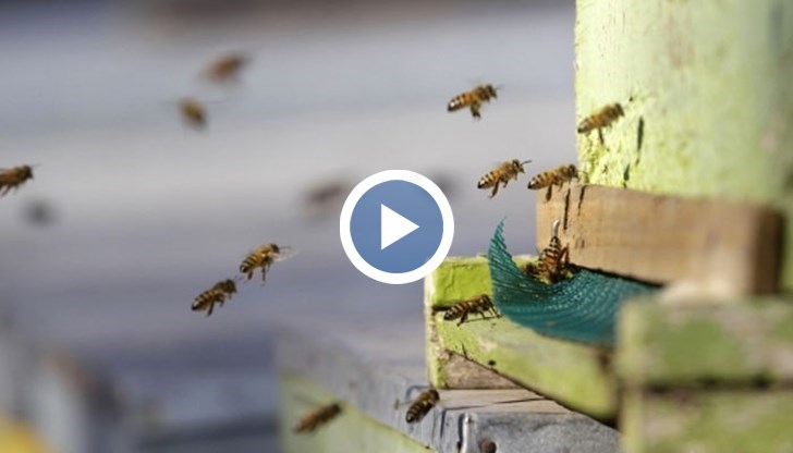 С какви проблеми се сблъскват пчеларите у нас