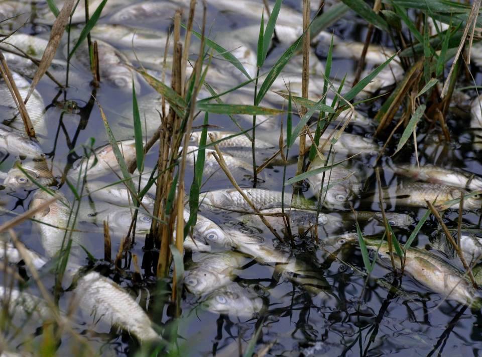 Тонове мъртва риба във водите на Искър – бяла мрена, щука… отровени!