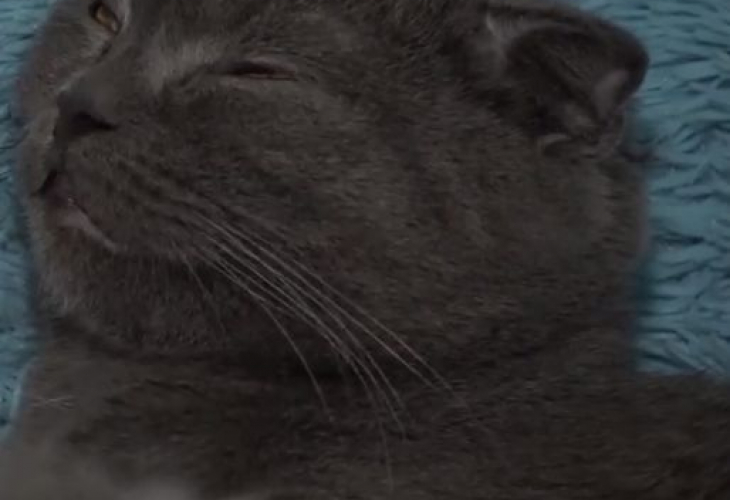 Котката Моника си осинови бебе рис и умили всички (ВИДЕО)