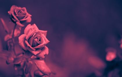 Приказка за скритата роза
