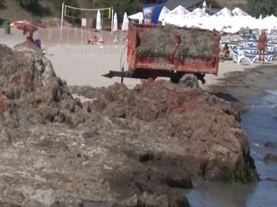 Свободна зона в Сарафово няма, вместо чадъри и шезлонги – тонове изсипани водорасли!?