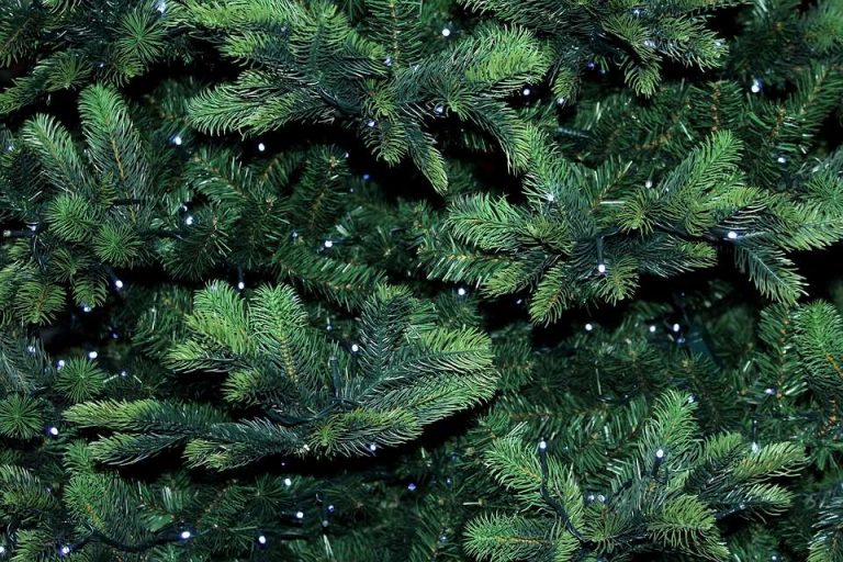 500 елхи секат в Берковския Балкан за Коледа и Нова година