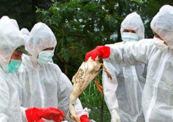 СКАНДАЛ! Екорекетьори с атентат срещу българския бизнес?! Незаконни пилета сеят птичи грип и спират износа, БАБХ спаси страната от епидемия със спешни мерки