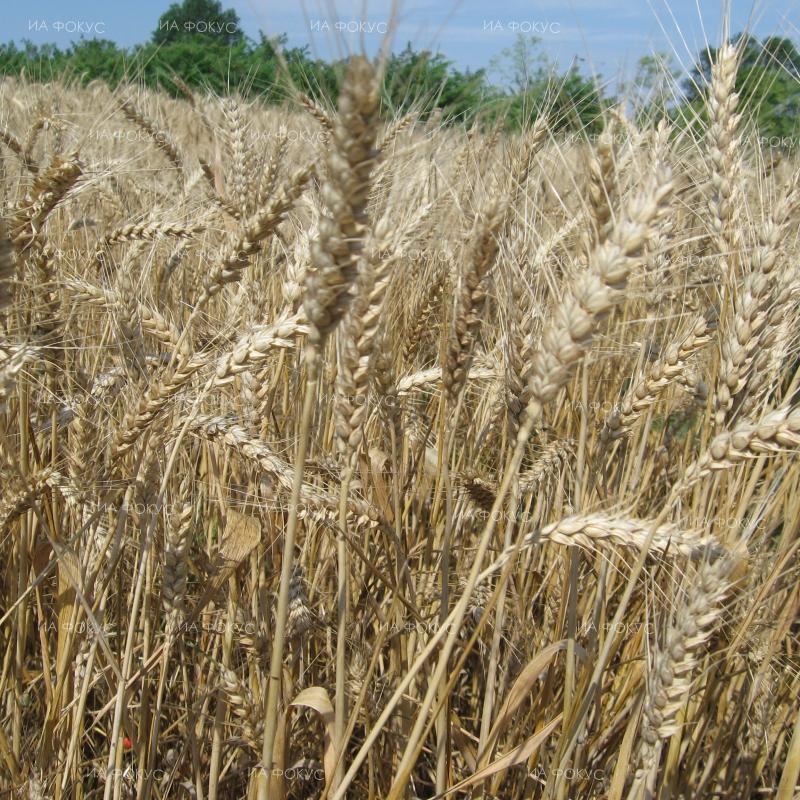 Започва приемът на заявления за застраховане на селскостопанска продукция