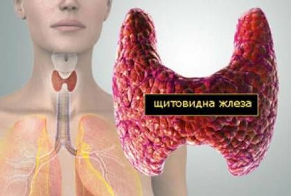 Не подминавайте тези симптоми! Те издават, че щитовидната ви жлеза не е добре