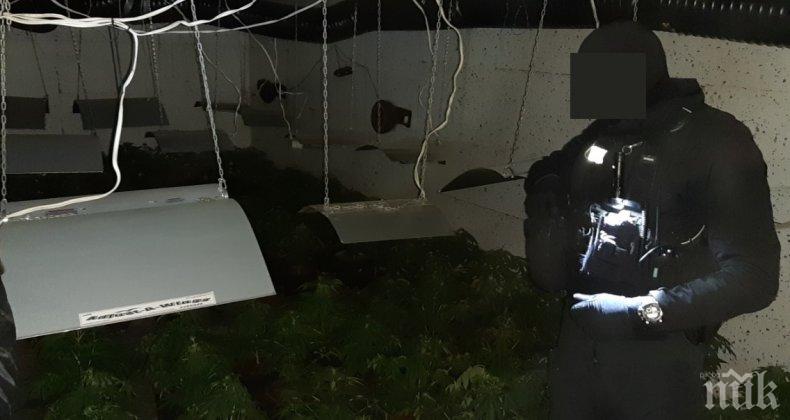 "Тревата" от разкритата подземна оранжерия за марихуана била за вътрешния пазар