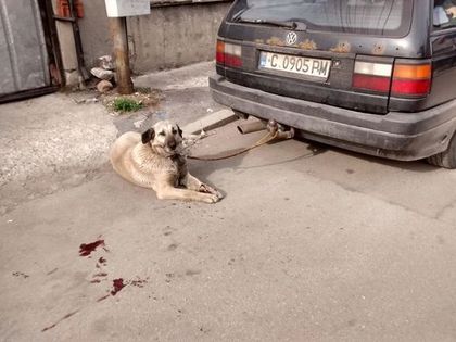 Изрод влачи куче с кола! Човекът, който спаси горкото животинче, го чака присъда