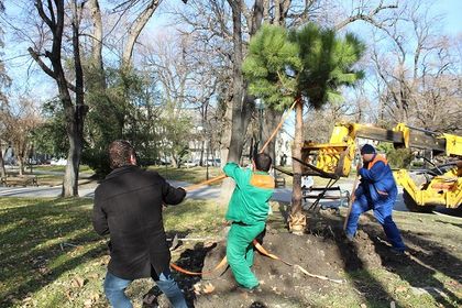 Пловдив: Екип на Общинско предприятие „Градини и паркове“ премества 10-те иглолистни дръвчета от бетонните вази пред Централна поща